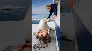 A touching story about a mother seal calling for help from the sailors on the ship to save her baby [upl. by Reni98]