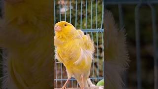 Canary singing  spanish timbrado canarys [upl. by Hairym11]