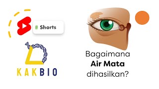 Bagiamana Air Mata Dihasilkan  Shorts [upl. by Xuagram]