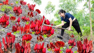 Harvest Cynomorium Songaricum Rupr Nam Ngoc Cau amp Ngoc Cau soaked in wine  Go to the market sell [upl. by Tanah]