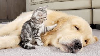 What Does A Kitten Do When It Finds A Sleeping Golden Retriever [upl. by Anigal]