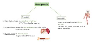 Anatomy of bloodhemopoiesisGranulopoiesisred bone marrow شرح [upl. by Adnola]