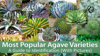 Most Popular Agave Varieties A Guide to Identification With Pictures [upl. by Darill]