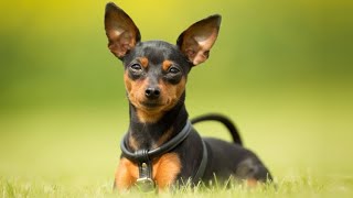 Pinscher miniatura  Hogarmanía [upl. by Akinak]