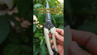 How to propagate Bamboo filipino gardening bamboo propagation plants regrow tips how [upl. by Docilla]