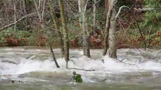 Millstream Flooding at Bowen CITY of NANAIMO [upl. by Nilknarf]