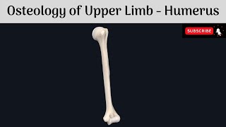 Osteology of Upper Limb  The Humerus  Parts  Features  Attachments  Clinical Correlations [upl. by Kostival]