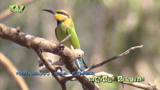 Rainbow bee eater  merops ornatus  Regenboogbijeneter [upl. by Ruford]