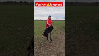 HILFE PUBERTÄT💥🐶Mein Hund wird erwachsen 💥🐶 hundetrainer [upl. by Gianni]