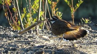 Killdeer Calling Charadrius vociferus  Killdeer Trill Call [upl. by Uokes]