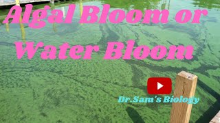 What is Algal Bloom Water Bloom [upl. by Euhsoj]