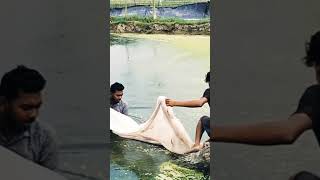 শেওলা অপসারণ  How to Remove bluegreen algae from your pond agriculture cyanobacteria [upl. by Evad954]