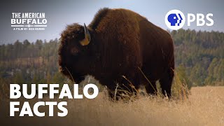 Surprising Facts About Buffalo  The American Buffalo  A Film by Ken Burns  PBS [upl. by Carberry]