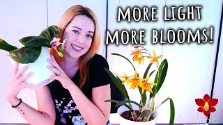 Using grow lights for more Orchids blooms All you need to know  Orchid Care for Beginners [upl. by Nhguavaj]