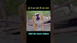 This is the most Intelligent dog you have ever seen shorts [upl. by Weed]