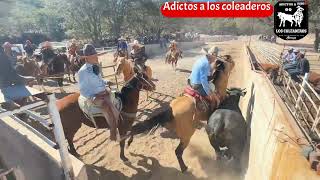 Coleadero de paga en rancho el banco lienzo charro dos carnales de tlaltenango Zacatecas [upl. by Tamsky]