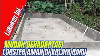 Cara Sukses Kolam Lobster Air Tawar Supaya Bisa Langsung di pake II Budidaya lobster air tawar [upl. by Annairdua]