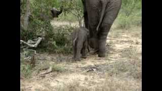 Newborn Wild Baby Elephant [upl. by Ijar]