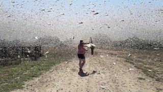 Swarms of locusts cover the sky in Russia [upl. by Adamo]