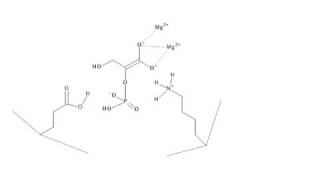 CHEM 407  Glycolysis  9  Enolase [upl. by Launcelot]