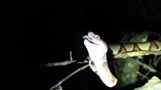 Southern Copperhead eating a freshly molted cicada [upl. by Aihtnis]