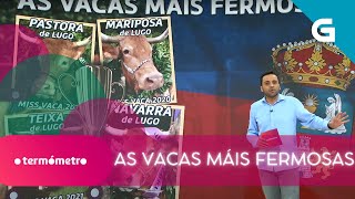 🐮🏅 LUGO A PROVINCIA CON MÁIS TÍTULOS quotMISS VACAquot [upl. by Prospero]