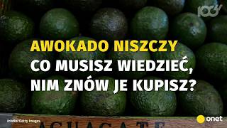 Awokado to pożeracz wody  Onet100 [upl. by Kudva]