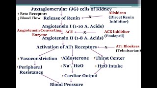 Pharmacology of Renin Angiotensin SystemACE InhibitorsAT1 receptor InhibitorsAngiotensin II [upl. by Adnal]