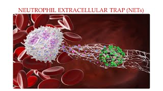 L35 Neutrophil Extracellular Trap NETs NETosis Part 2 Understanding Mechanisms Behind NETs [upl. by Philcox]