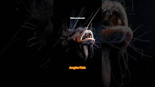 Anglerfish Astounding Deepsea Hunt [upl. by Sirron]