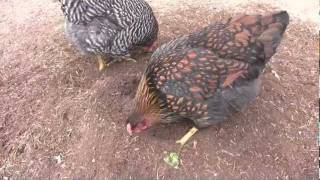 Four Month Old Chickens Aug 8 2011 [upl. by Ahsekyt818]