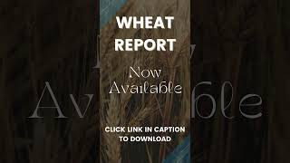 Wheat Report  16 August 2024 [upl. by Chassin59]