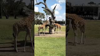 Wild Adventures at Werribee Open Range Zoo 🐘🦓🦒 WerribeeZoo WildlifeSafari MiniVlog [upl. by Eekcaj918]