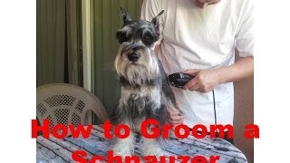 How to Groom a Miniature Schnauzer [upl. by Kele921]