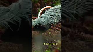 Problems of lyrebird photographe  please help to subscribe 1ksubscribers peregrine falcon attack [upl. by Ayekram]