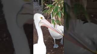 Pelican Bird Australia [upl. by Efeek]