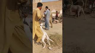 Pakistan dog market dogmarket funnydog youtubeshorts shortsfeed shorts [upl. by Ivetts]