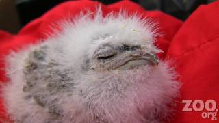 Cute Baby Frogmouth Chick at Woodland Park Zoo [upl. by Eirroc]