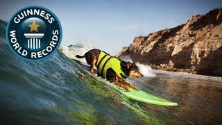 Longest Wave Surfed By A Dog  Guinness World Records  Guinness World Records [upl. by Maletta803]