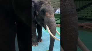 Feeding cauliflower for the first time feels a bit strange and confusing behavior of animals Dra [upl. by Carberry]