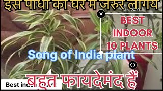 song of india plant indoor or outdoor [upl. by Eidda456]