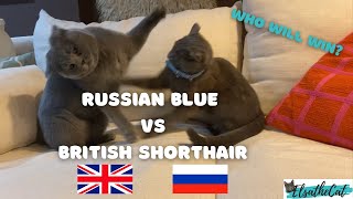 Russian Blue vs British Shorthair  Who Will Win [upl. by Lodnar902]