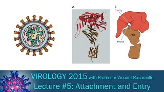 Virology 2015 Lecture 5 Attachment and Entry [upl. by Leinad]