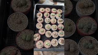 Stay clam lithops succulent plants lithop lithotherapy [upl. by Ellimaj]