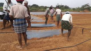 Mulching sheet laying manually by labour for watermelon [upl. by Harriot779]