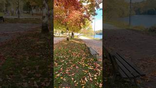 Feeling Autumn🍁autumnwalk autumnlook autumncolors shortvideo shortbreak [upl. by Brenda939]