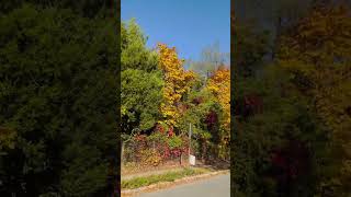 Fall foliage malayalam kerala mallu malayalee malayalamnews [upl. by Ynohtnad]