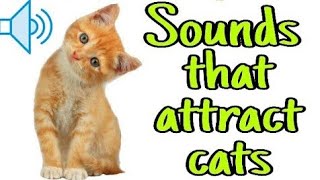 Sounds that Attract Cats  Meow to Make Cats Come To You [upl. by Acenahs]