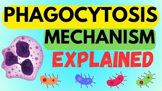 INSIDE THE PHAGOCYTOSIS MECHANISM  EXPLAINED IN 1 MINUTE AND MADE EASY [upl. by Adni]