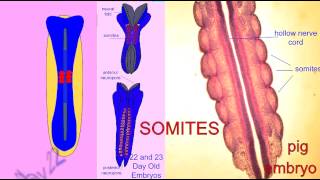 EMBRYONIC DEVELOPMENT SOMITES [upl. by Cormick]